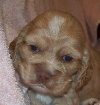 pup